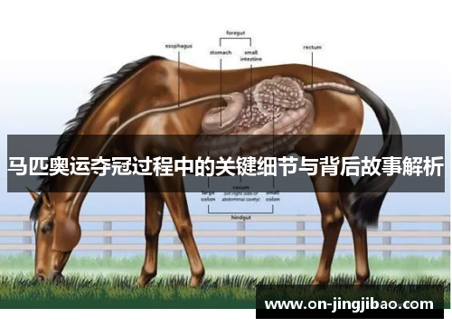 马匹奥运夺冠过程中的关键细节与背后故事解析